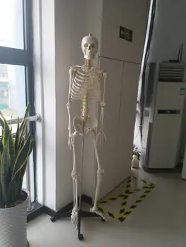 BIX-A1001 180cm Human Skeleton Model For Medical Science W020