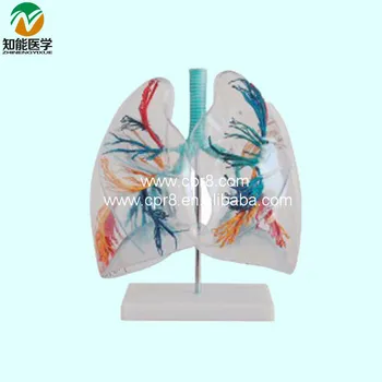 Transparent lung Segment BIX-A1058 WBW233