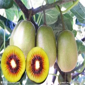 200g Natural Kiwi Fruit Extract Powder