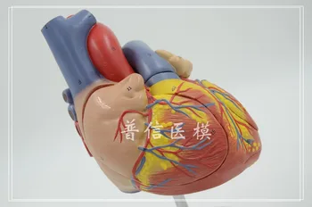Human heart anatomical model enlarged ventricle model Medical Science teaching supplies