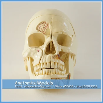 ED-DH1902 Human Skull Models with 10 parts Movable, Medical Science Educational Dental Teaching Models