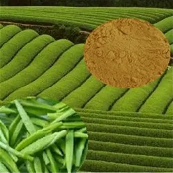 Hot Sell Pure Organic Bio Green Tea Extract with Price