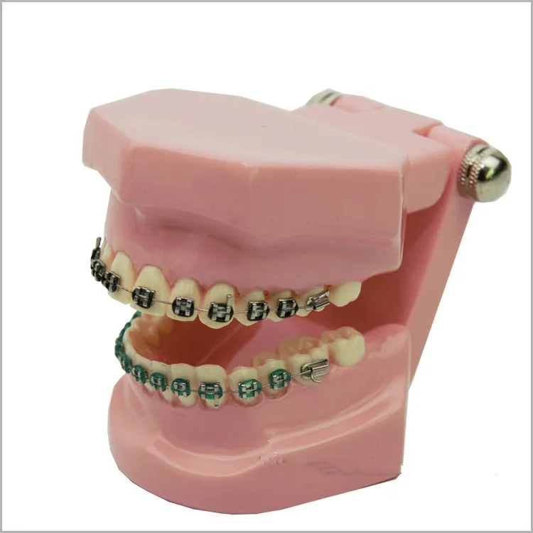 2016 Orthodontic correction model Dental Teaching model