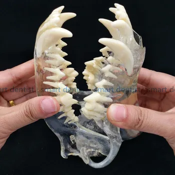 2017 Dog Dentition Model The dog teeth skull jaw bone transparent solution planing teaching Veterinary Animal model specimens