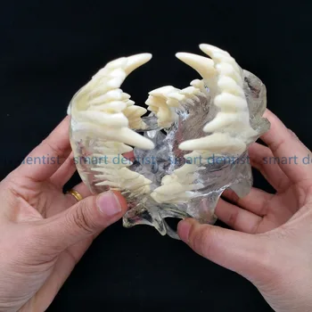 2017 Dog Dentition Model The dog teeth skull jaw bone transparent solution planing teaching Veterinary Animal model specimens