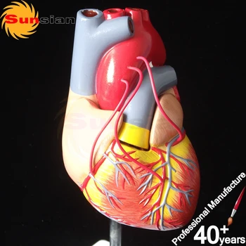 124041-B Heart pass model,life size
