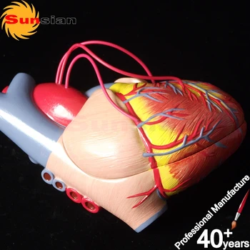 124041-B Heart pass model,life size