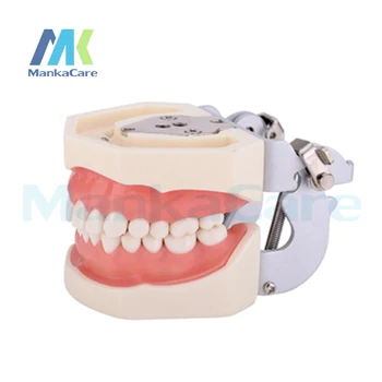 Manka Care - Standard Model/28pcsTooth/Soft Gum/Screw fixed/FE Articulator Oral Model Teeth Tooth Model