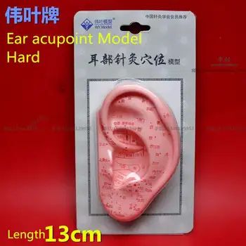 Medical Large and small 1:1 Ear acupoint Model standard ear acupoint model ear model acupuncture points model Acupoint massage