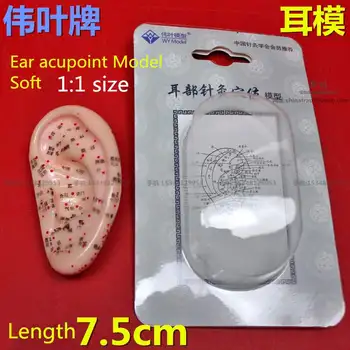 Medical Large and small 1:1 Ear acupoint Model standard ear acupoint model ear model acupuncture points model Acupoint massage