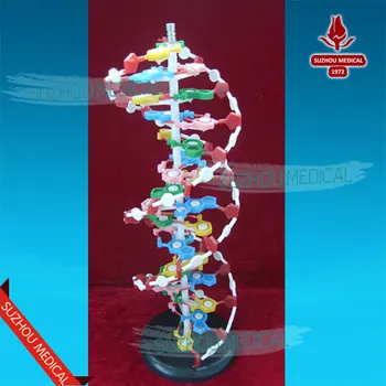 Medical teaching supplies biological DNA model for biological education
