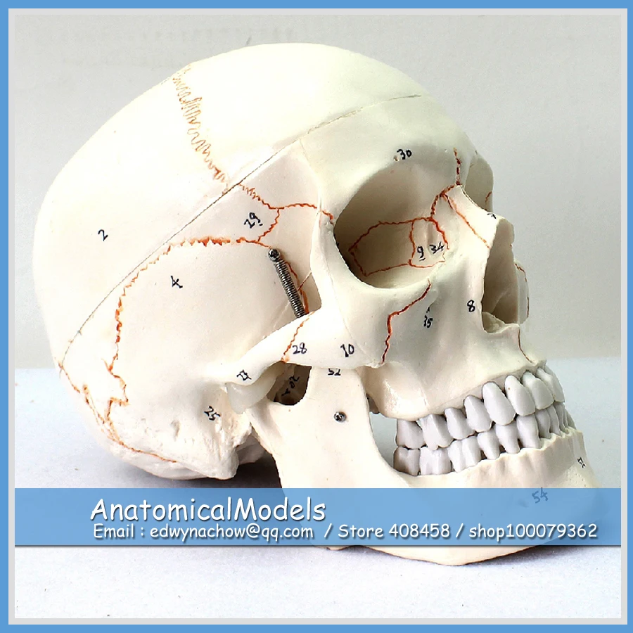 ED-SKULL05 Numbered Classic Human Skull Anatomy Model, Medical Science Educational Teaching Anatomical Models