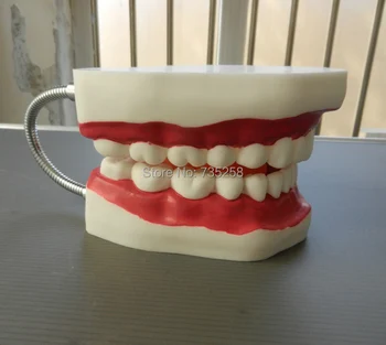 Dental Care Model (32 Teeth),Oral Care Model ,Tooth Model