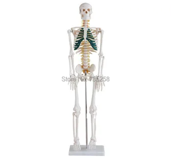 85cm Skeleton with Spinal Nerves,Human body skeleton model with nerve