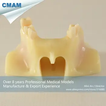 CMAM-DH2005 Toothless Jaw Maxilla Model, Sinus Lifting Model for Student Practice