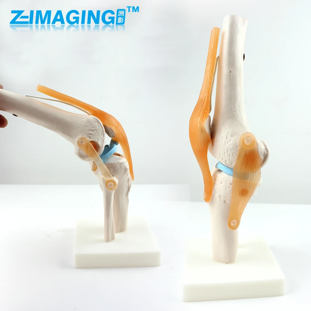 The knee joint ligament model of human skeleton