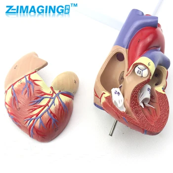 1:1 Human Anatomical Heart Anatomy Viscera Medical Organ