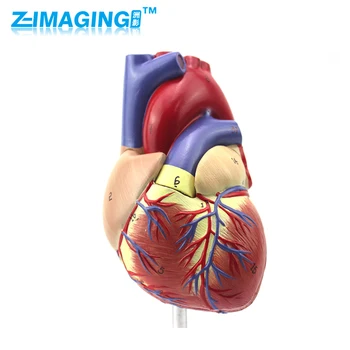 1:1 Human Anatomical Heart Anatomy Viscera Medical Organ